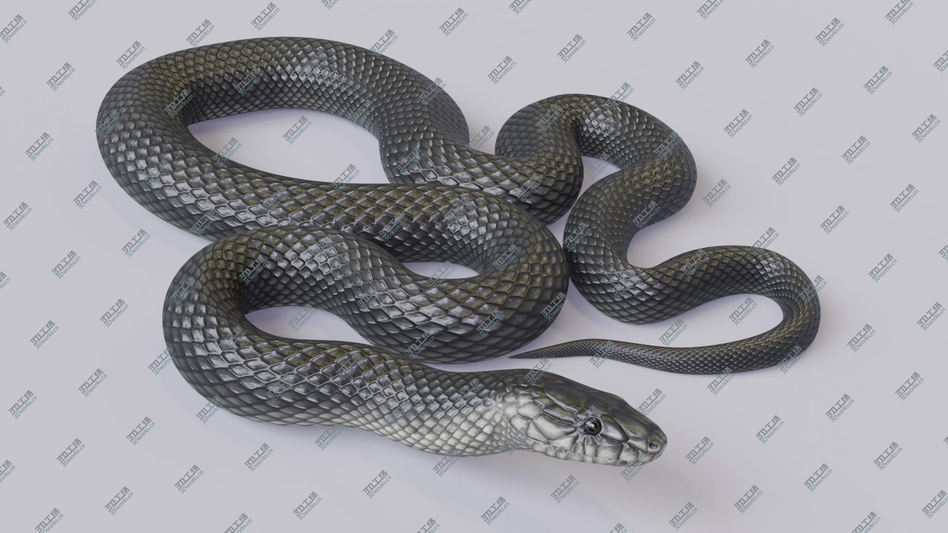 images/goods_img/20210113/3D model Animated Black Mamba/2.jpg